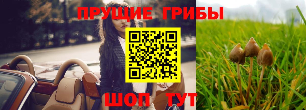 Псилоцибиновые грибы Cubensis Карачаевск